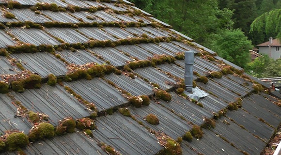 moss removal techniques portland